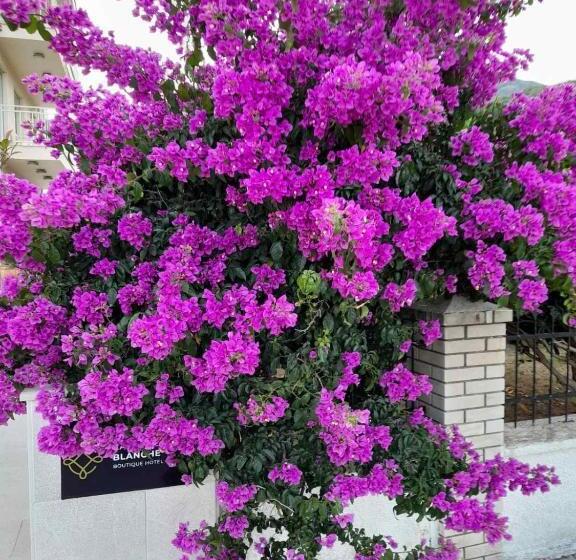 پانسیون Studios Annie