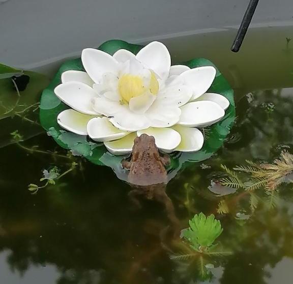 Bed and Breakfast La Roulotte Des Trois Arbres