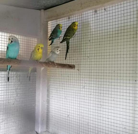 Bed and Breakfast La Roulotte Des Trois Arbres