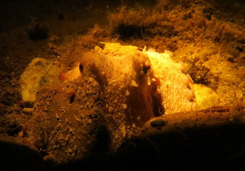 فندق Kerveli Village