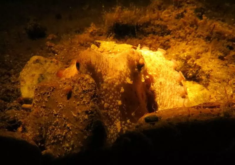 هتل Kerveli Village