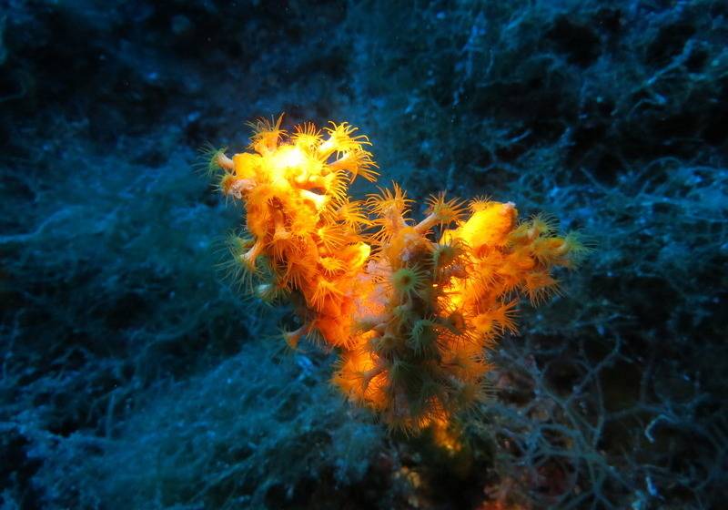 فندق Kerveli Village