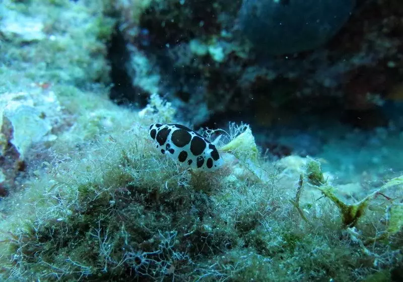 هتل Kerveli Village