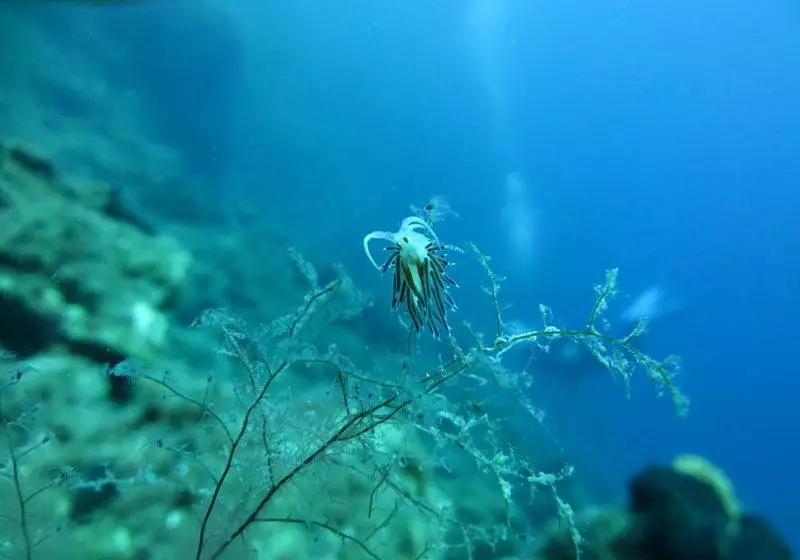 هتل Kerveli Village