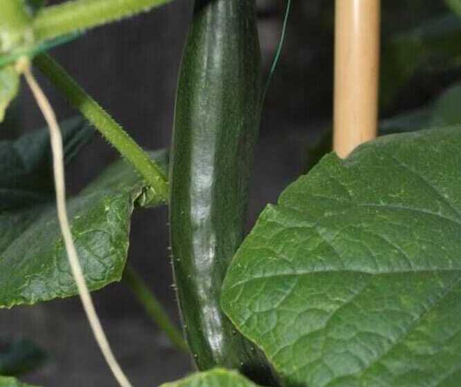 Отель La Filadelfia