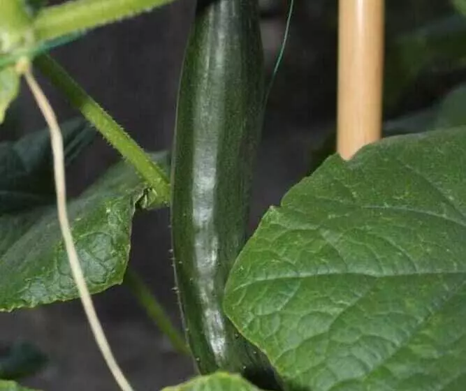 בית מלון כפרי La Filadelfia