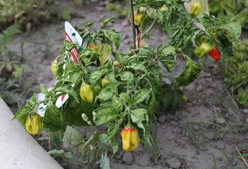 בית מלון כפרי La Filadelfia