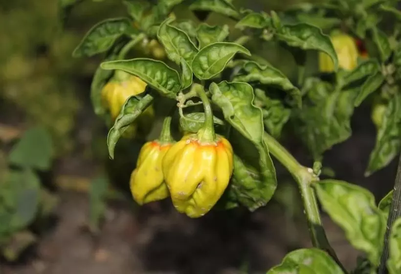 בית מלון כפרי La Filadelfia