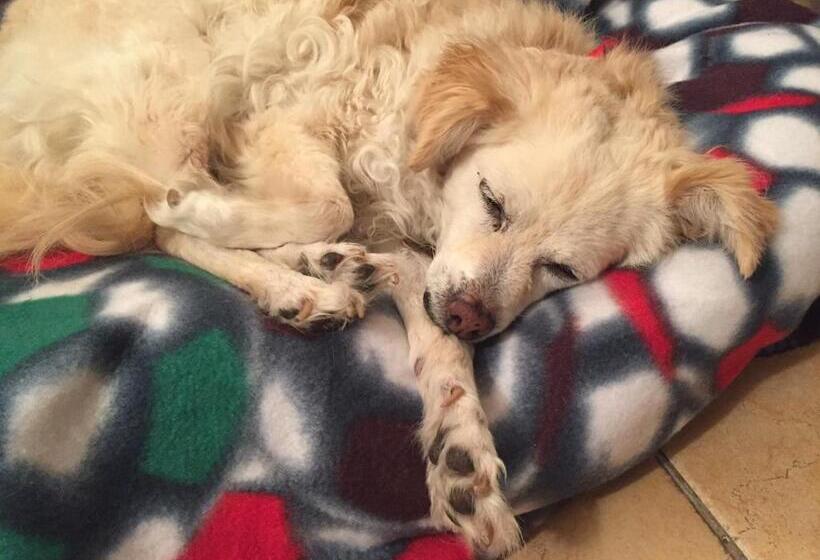 בית מלון כפרי Punta Chiarito Resort