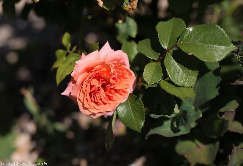 住宿加早餐 Le Petit Flo