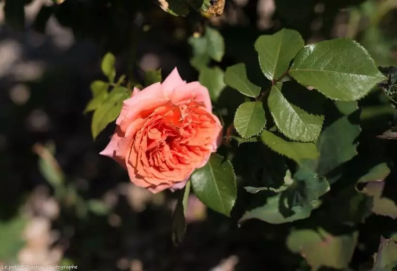 Aamiaismajoitus (B&B) Le Petit Flo