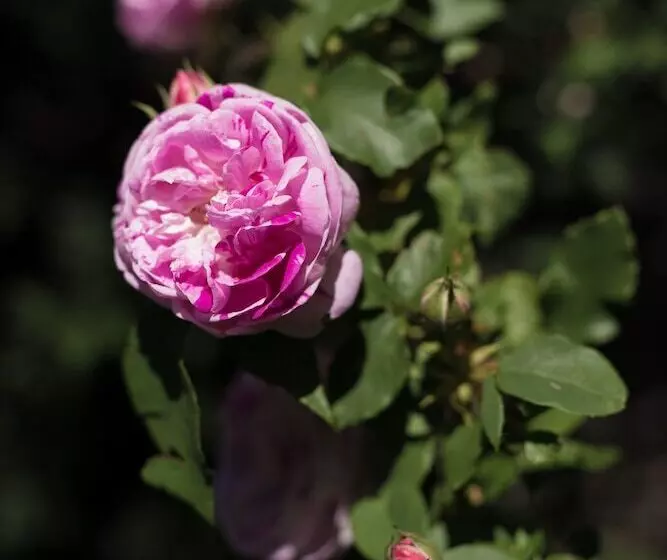 Aamiaismajoitus (B&B) Le Petit Flo