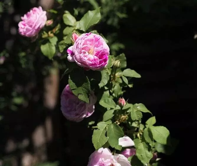 Aamiaismajoitus (B&B) Le Petit Flo