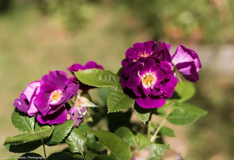 ベッドアンドブレックファースト Le Petit Flo