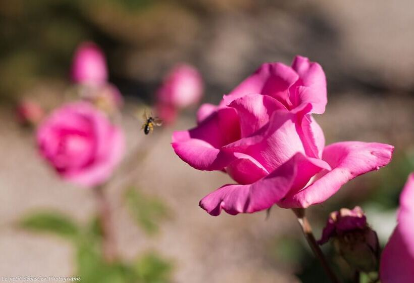 住宿加早餐 Le Petit Flo