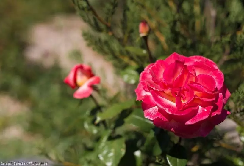 Aamiaismajoitus (B&B) Le Petit Flo