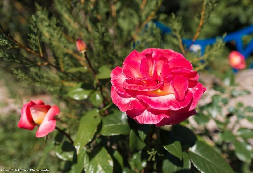 ベッドアンドブレックファースト Le Petit Flo