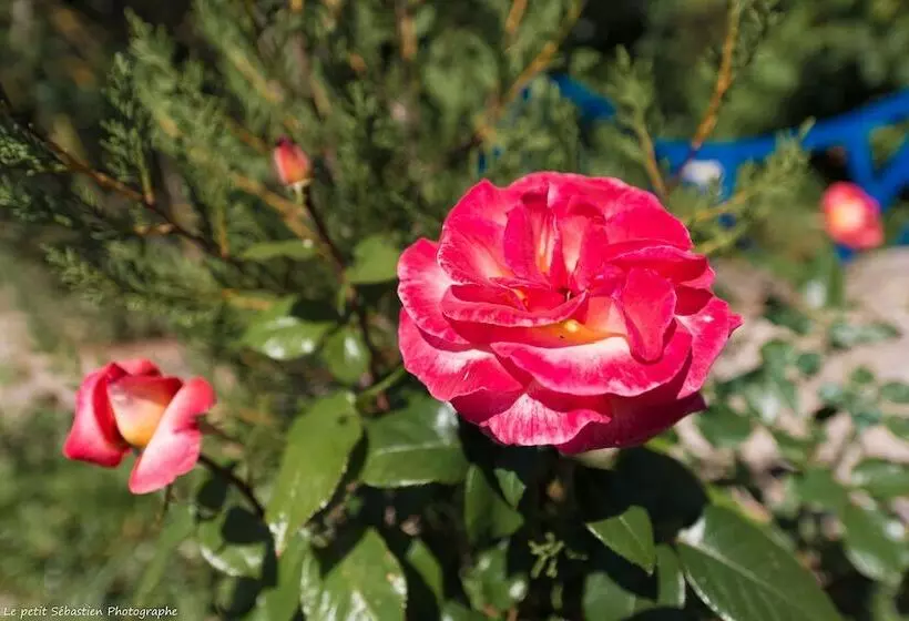 Aamiaismajoitus (B&B) Le Petit Flo