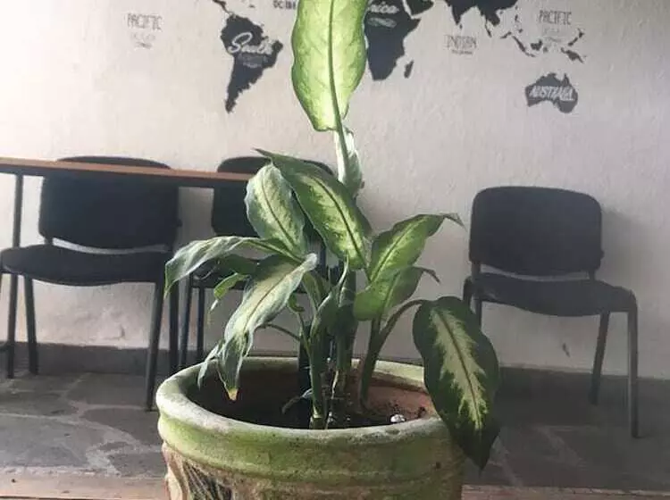 Majatalo Casa Internacional Querétaro