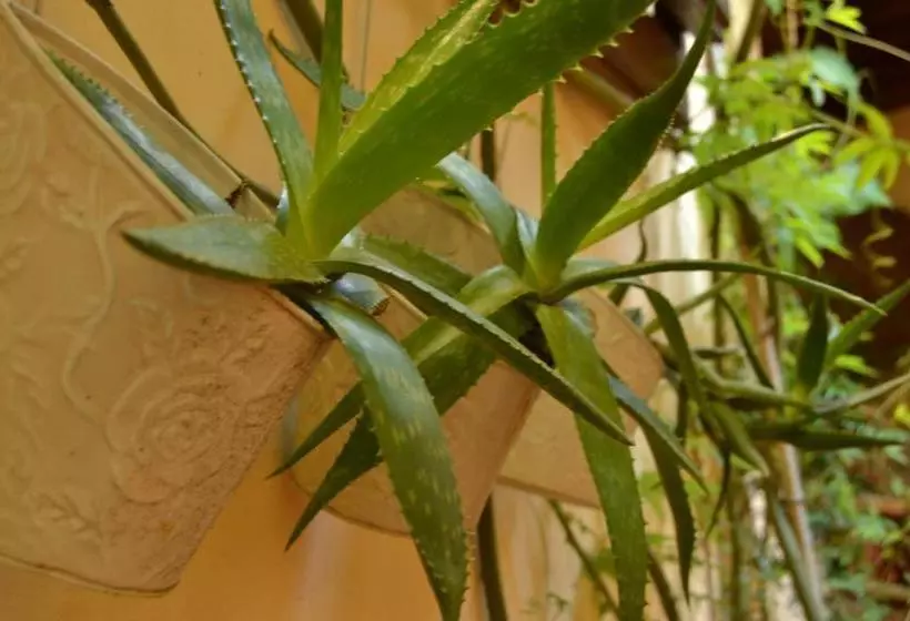 تختخواب و صبحانه Casa Pucci