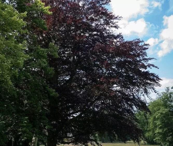 Отель Chateau De Sissi