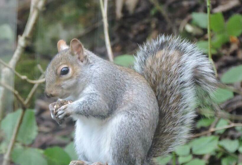 Mere Lodge Bed & Breakfast