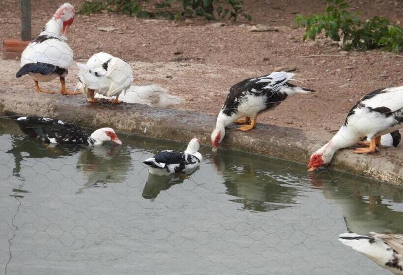 Pensão Encanto Dos Pássaros