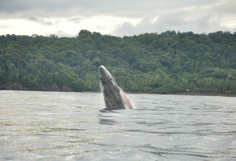 Pension Peñas De Guachalito