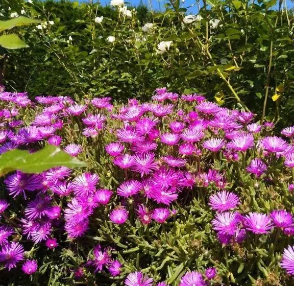 ベッドアンドブレックファースト Casa Arge