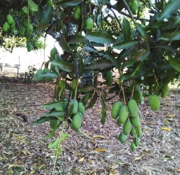 ホテル Recanto São Francisco De Assis