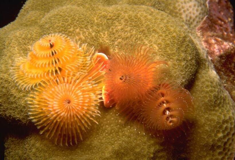 هتل Turtle Bay Inn