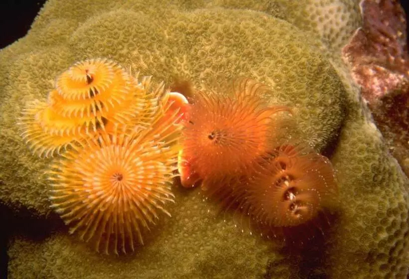 هتل Turtle Bay Inn