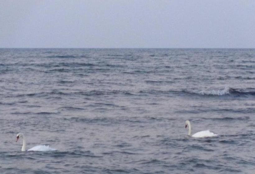 리조트 Ferienhaus Windrose