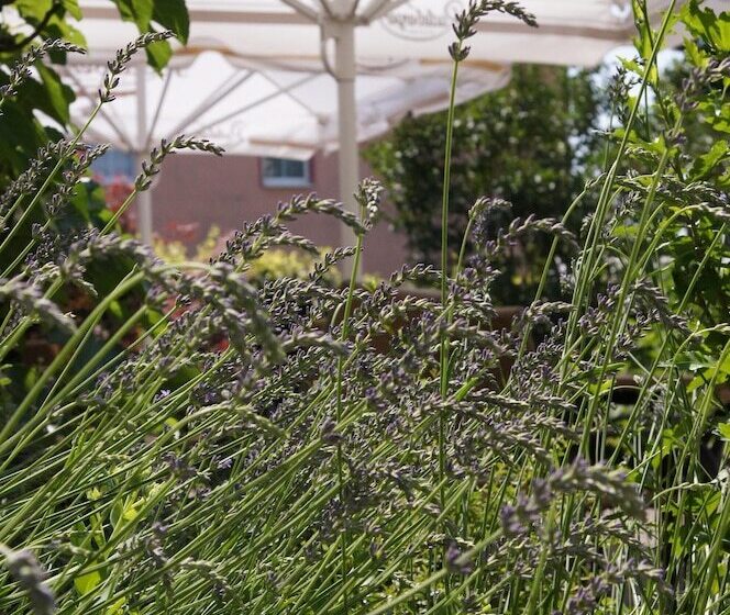 Отель & Pension Müllers Gasthof