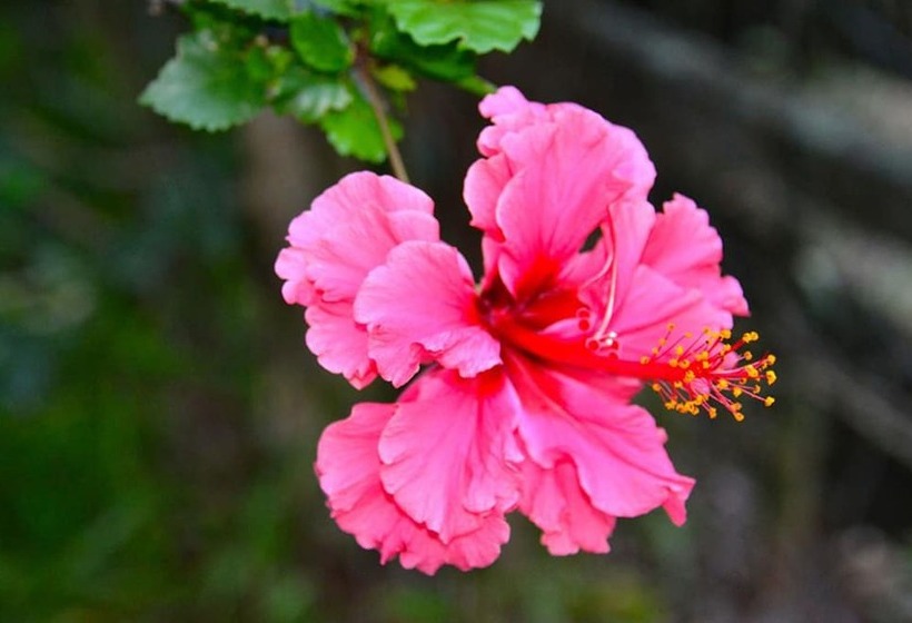 호텔 Summerhills Retreat Byron Bay