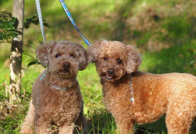 Pensão 1組限定ドッグフレンドリー&イギリス料理 Laughing Dogs Villa