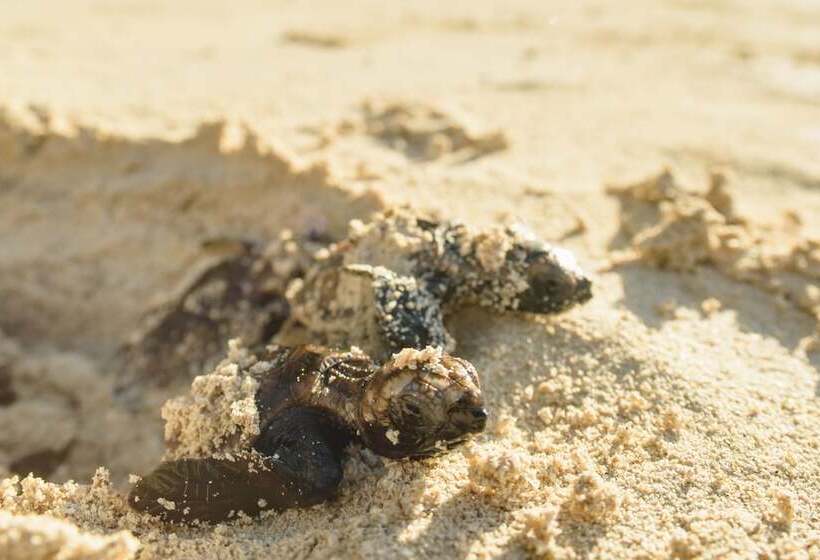 استراحتگاه Calala Island