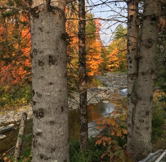 ユースホステル Inn By The River