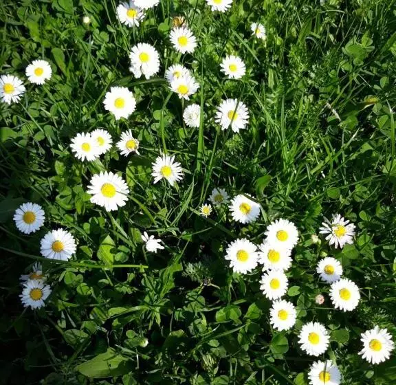 ユースホステル Eco Resort Nad Karpatamy