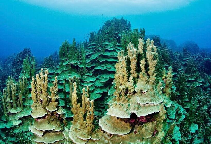 膳宿费 Sanctum Una Una Eco Dive Resort