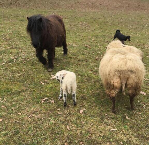 مبيت وإفطار Pensiunea Silvanka