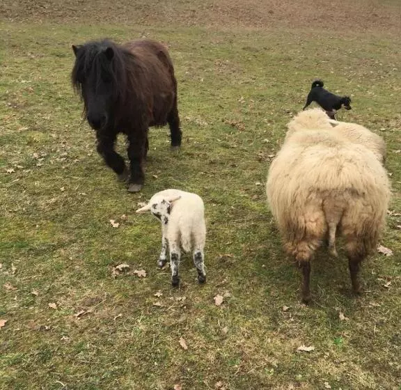 Aamiaismajoitus (B&B) Pensiunea Silvanka