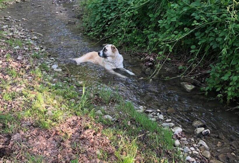 مبيت وإفطار Pensiunea Silvanka