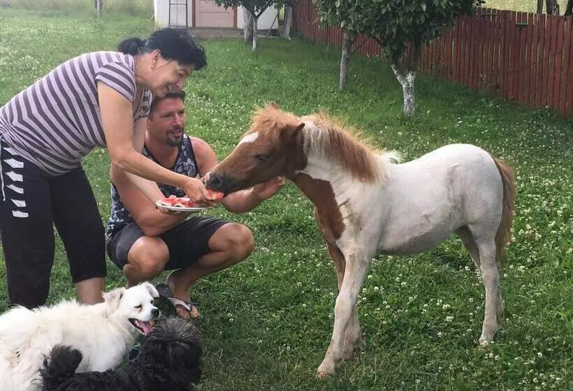 Aamiaismajoitus (B&B) Pensiunea Silvanka