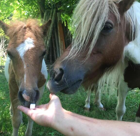 مبيت وإفطار Pensiunea Silvanka