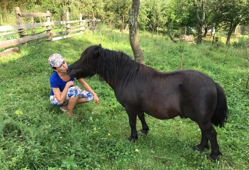 Aamiaismajoitus (B&B) Pensiunea Silvanka