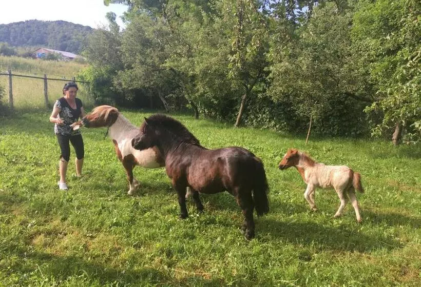 Aamiaismajoitus (B&B) Pensiunea Silvanka