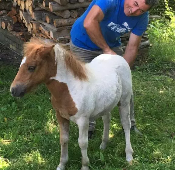 Aamiaismajoitus (B&B) Pensiunea Silvanka