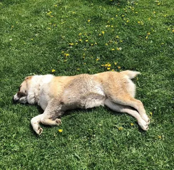 Aamiaismajoitus (B&B) Pensiunea Silvanka