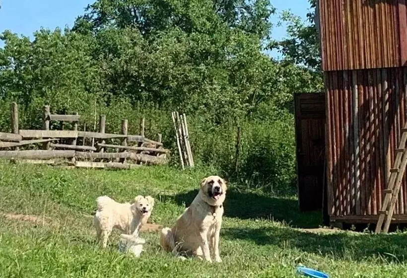 Aamiaismajoitus (B&B) Pensiunea Silvanka